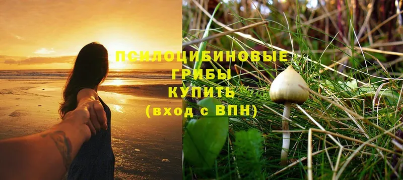 Псилоцибиновые грибы Psilocybine cubensis Гагарин